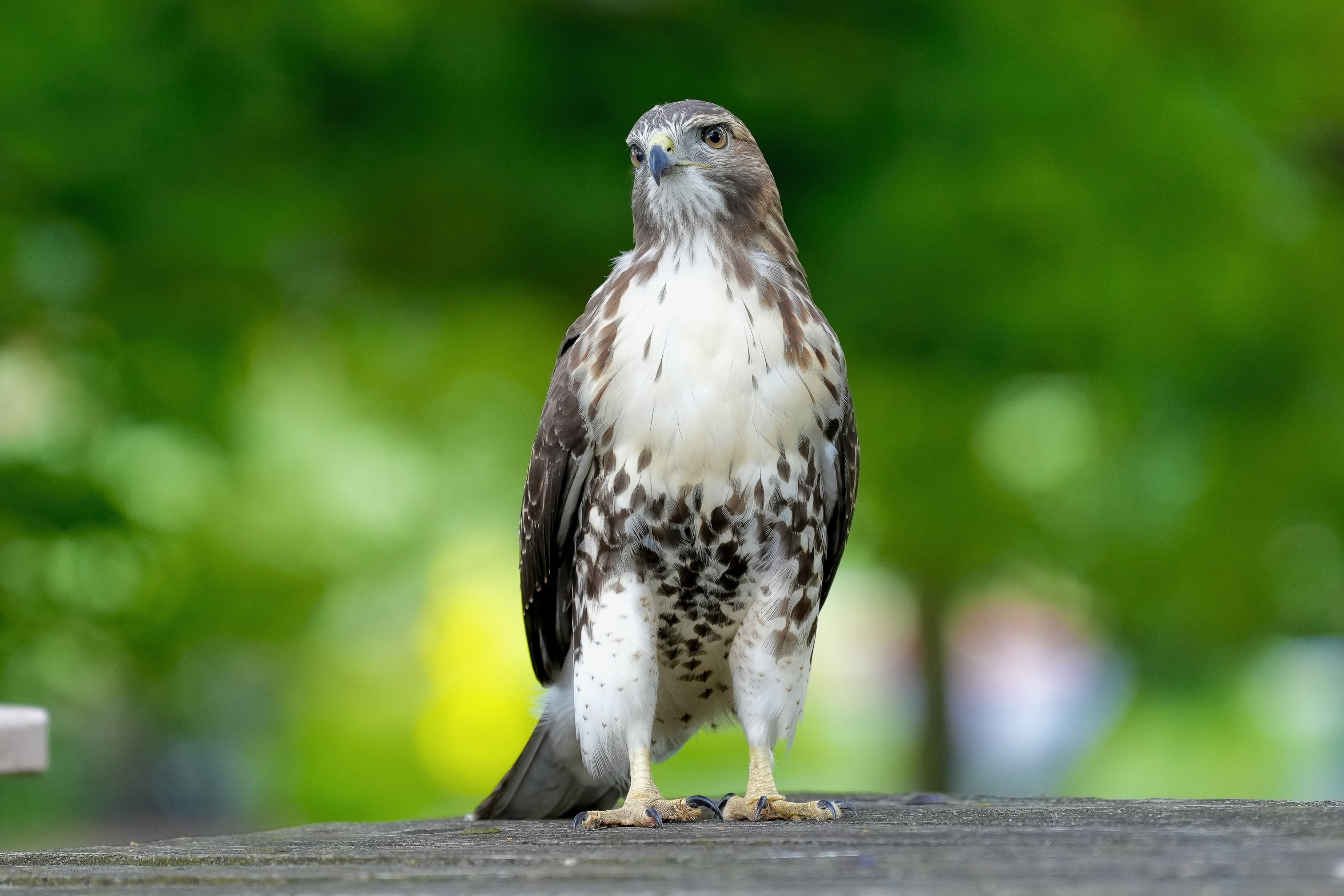 Red-tailed Hawks N1 and N2